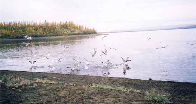 Озеро Виви, сентябрь 2006. ГЦР