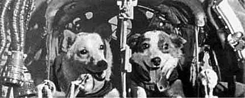 Белка и Стрелка после полёта 20 августа 1960 в катапультируемой капсуле Востока