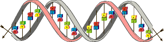 модель молекулы ДНК